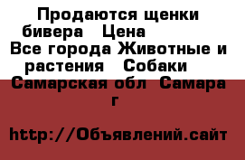 Продаются щенки бивера › Цена ­ 25 000 - Все города Животные и растения » Собаки   . Самарская обл.,Самара г.